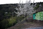 florece na ribeira sacra&nbsp;reforestando