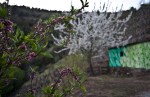 reforestando na ribeira sacra en&nbsp;flor