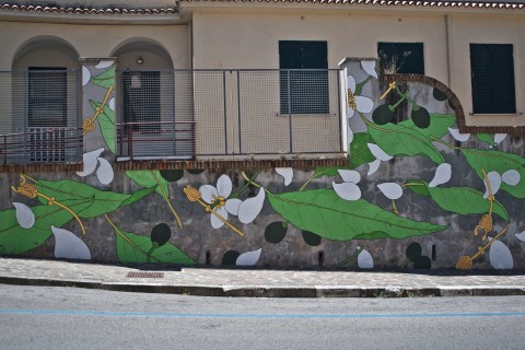 laurus nobilis _doa oa