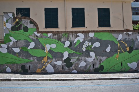 laurus nobilis doa oa oa