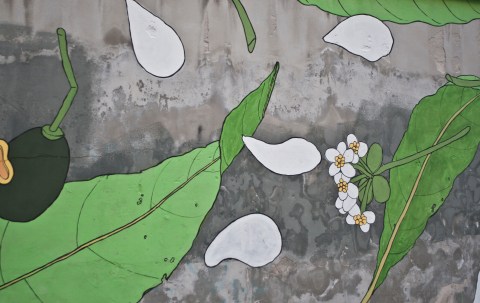 laurus nobilis storm doa oa reforesting