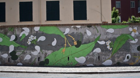 laurus nobilis strom_doa oa