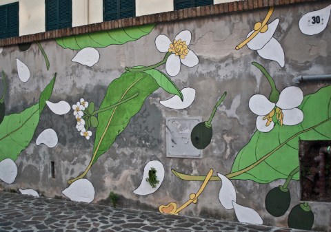 laurus_nobilis_storm_doa_oa