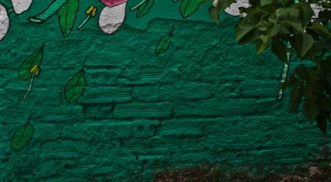 reforestando en la ribeira sacra 13