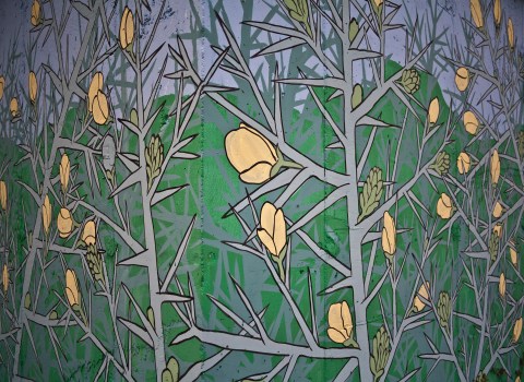 reforestando en la ribeira sacra_ ulex europeaus_doaocampo 2