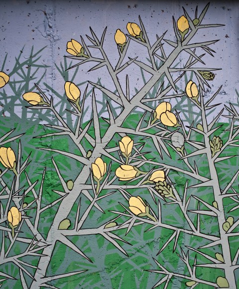 reforestando en la ribeira sacra_ ulex europeaus_doaocampo 3