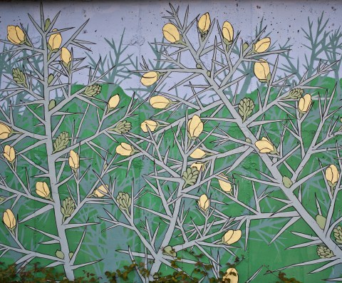 reforestando en la ribeira sacra_ ulex europeaus_doaocampo