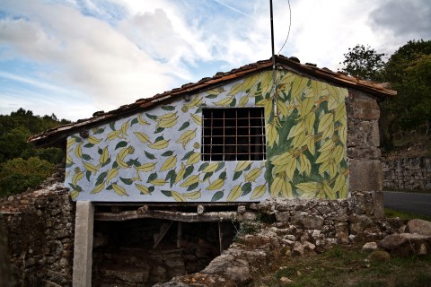castanea reforestando en la ribeira sacra doaoa