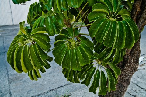 ambiguando _ doa ocampo_ 01ccxxx