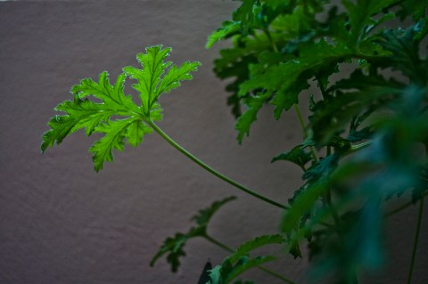 ambiguando _ doa ocampo_ 01cxcx