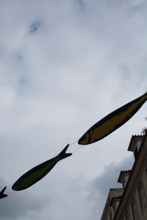 ambiguando _ doa ocampo_ 01cxcxcx