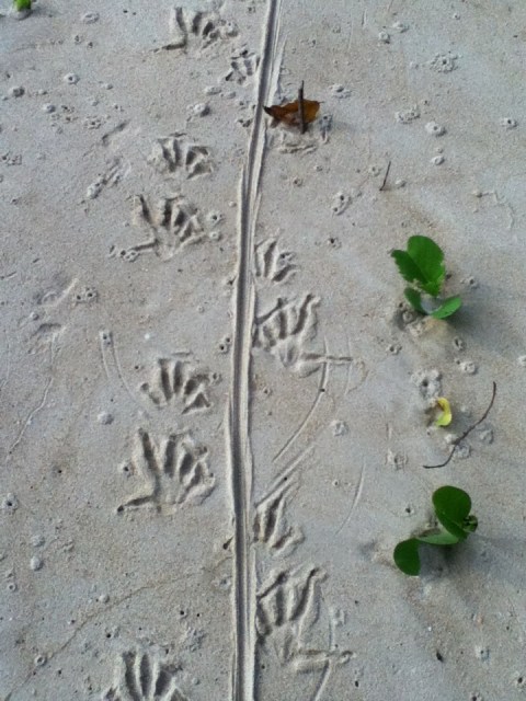 walking on the monkey trail _doa oa _ 