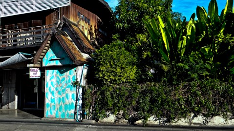 ficus religiosa_doa oa_reforestando asia 9