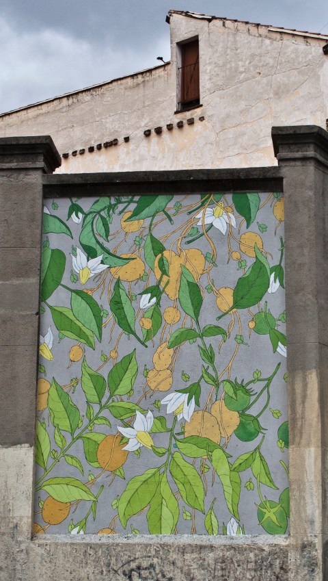 doa reforestando tabacalera 1