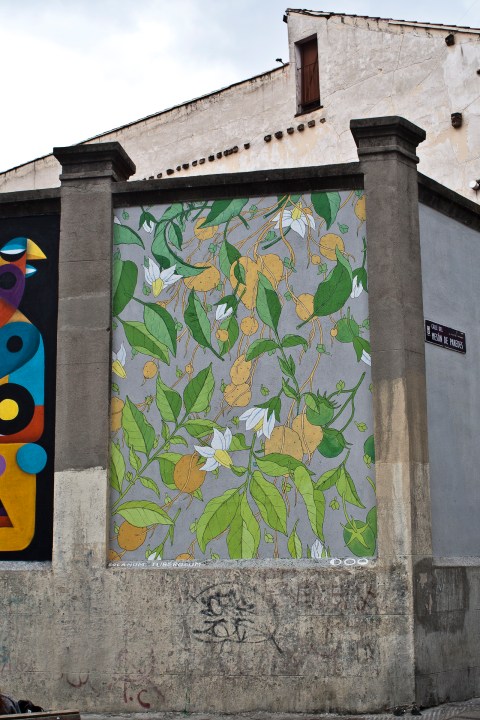 doa reforestando tabacalera 16