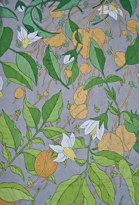 doa reforestando tabacalera 21