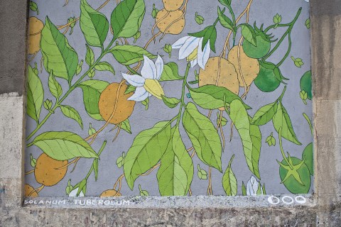 doa reforestando tabacalera 29