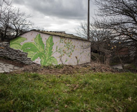 reforestando-ribeira-sacra-doa-ocampo-paradela-13