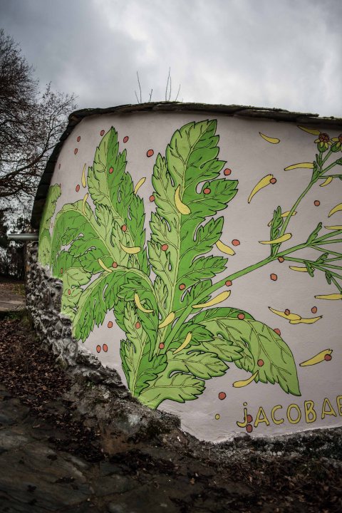 reforestando-ribeira-sacra-doa-ocampo-paradela-3