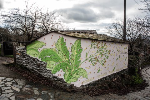 reforestando-ribeira-sacra-doa-ocampo-paradela