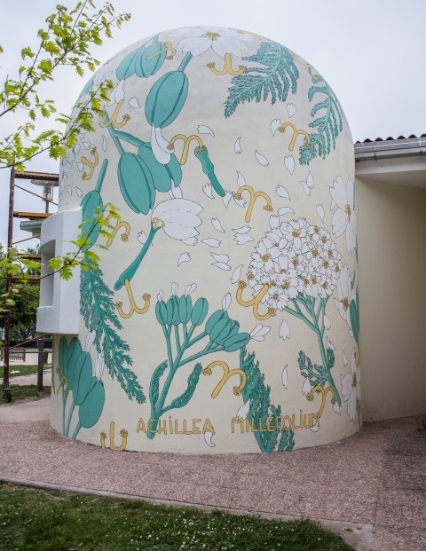 achillea millefolium reforestando doa oa