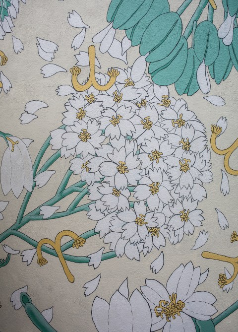 reforestando achillea millefolium doa ocampo 8