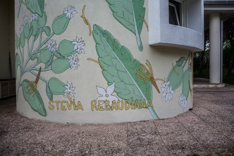 reforestando stevia rebaudiana doa ocampo 2