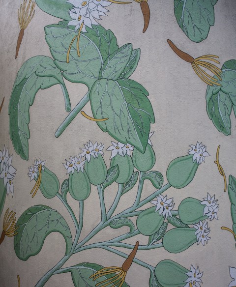 stevia rebaudiana detalle reforestando doa ocampo