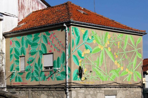 tintorea e tinctorum_