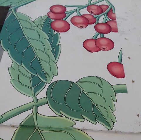 sorbus aucuparia doa oa reforestando 3