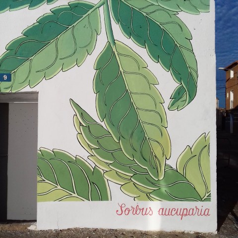 sorbus aucuparia doa oa reforestando