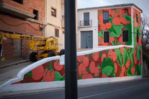 solanum lycopersicum doa oa reforestando 1