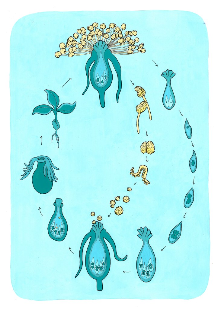 contraportada xxx vexetal - historia- reforestando