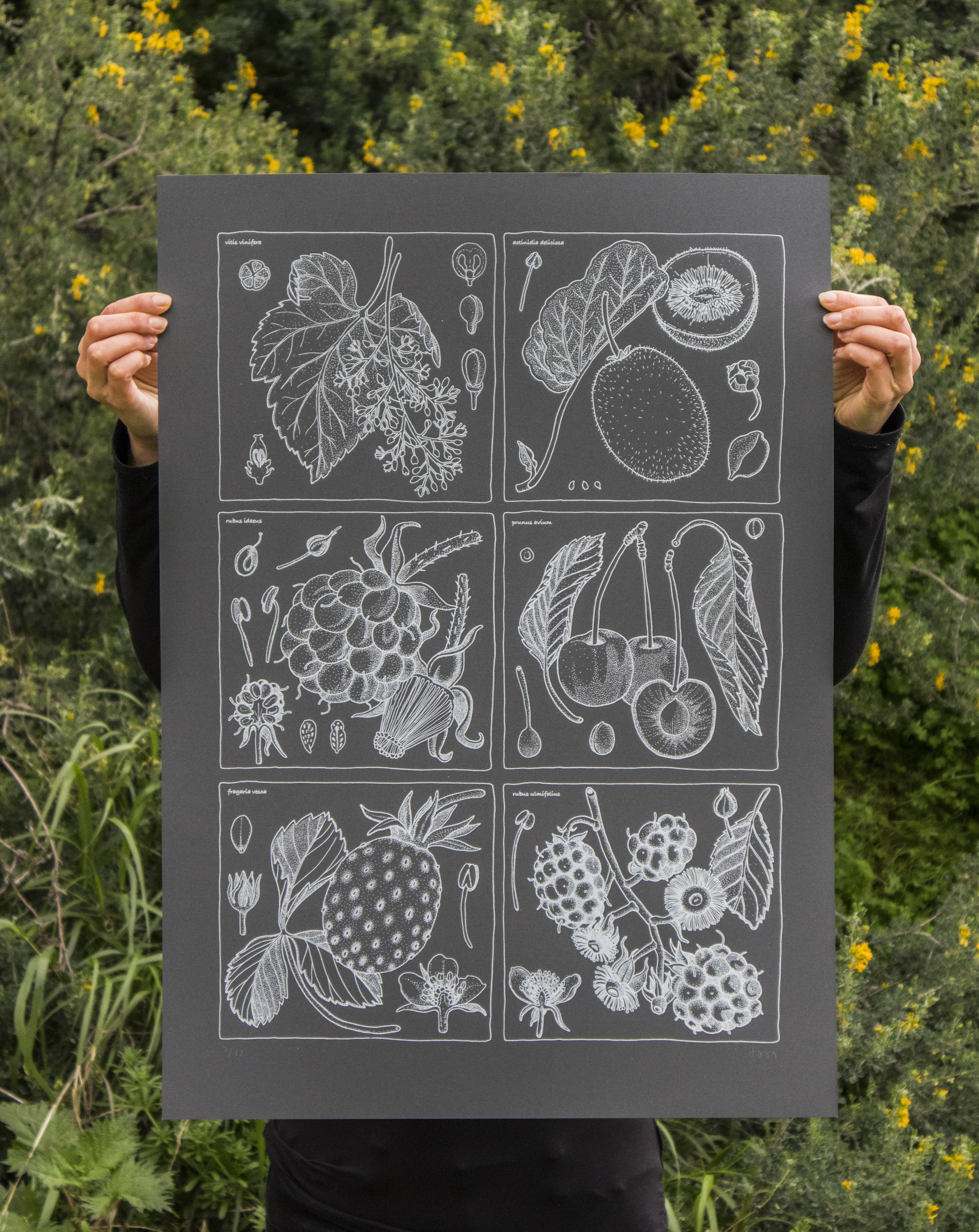 antioxidantes 1_ doa oa_ b