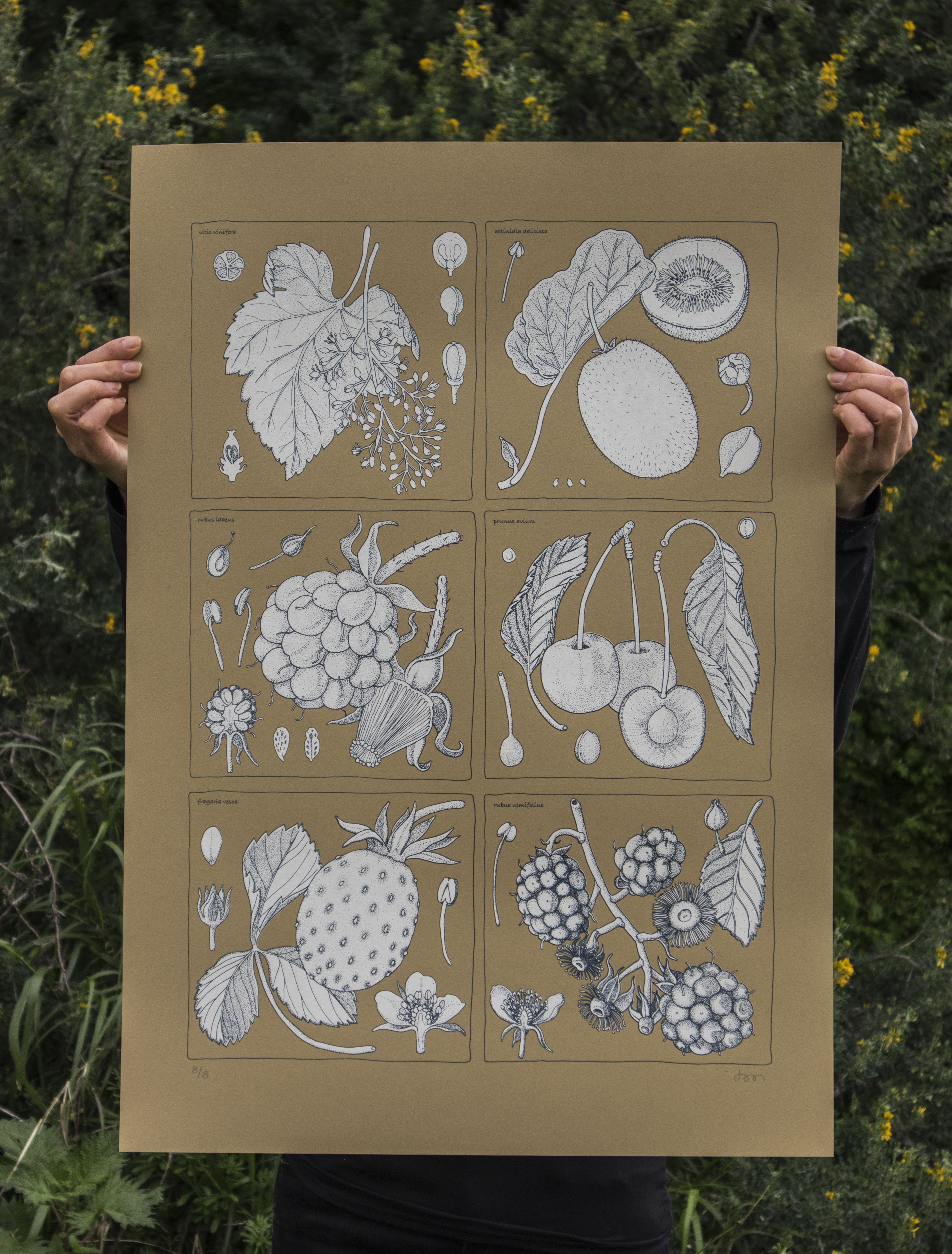 antioxidantes 1_doa oa_ d