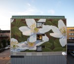 reforestando_anemone_nemorosa_doa_oa_vanersborg